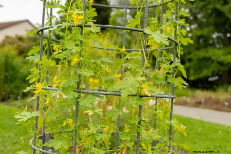 Top 27 klimplanten voor hekjes:een lentetuingids 