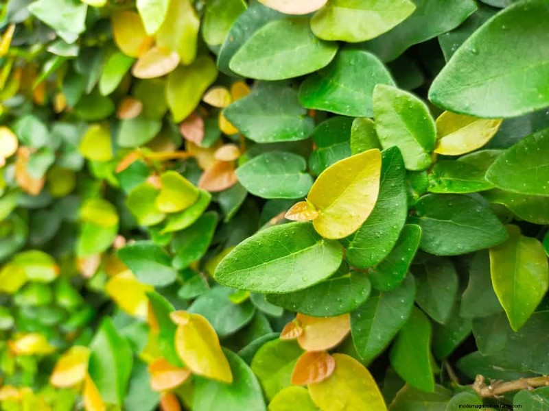 Top 27 klimplanten voor hekjes:een lentetuingids 