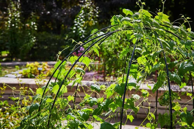 Top 27 klimplanten voor hekjes:een lentetuingids 