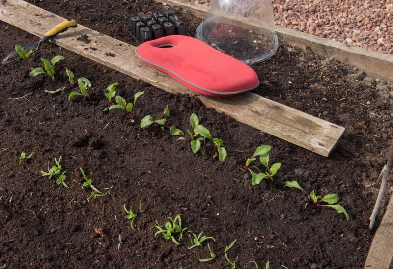 Peralatan Berkebun Musim Semi Terbaik:Peralatan Penting untuk Taman yang Berkembang 