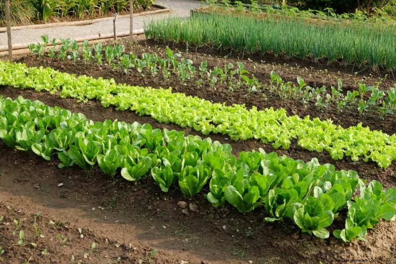 Schnell wachsendes Gemüse:27 Sorten für schnelle Ernten 