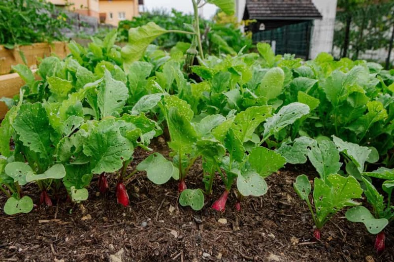 Schnell wachsendes Gemüse:27 Sorten für schnelle Ernten 