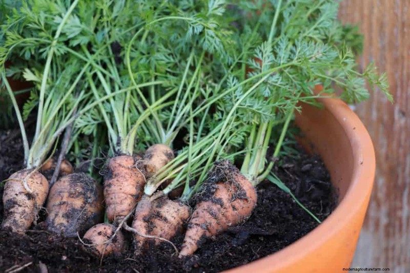 Schnell wachsendes Gemüse:27 Sorten für schnelle Ernten 