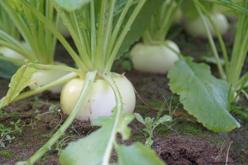 Schnell wachsendes Gemüse:27 Sorten für schnelle Ernten 