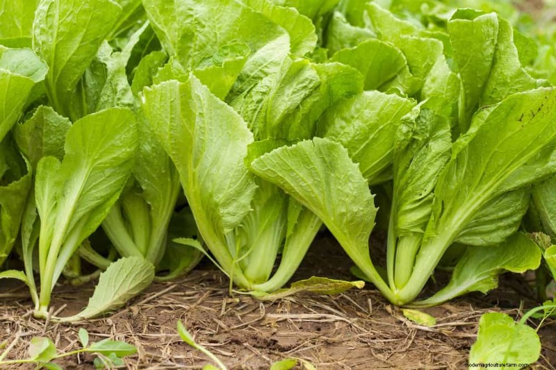 Schnell wachsendes Gemüse:27 Sorten für schnelle Ernten 
