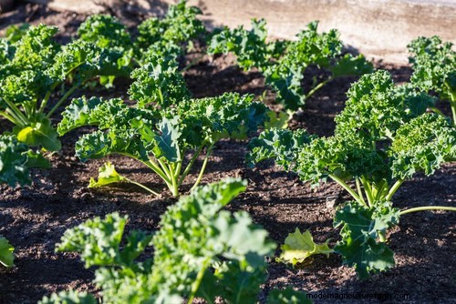 Schnell wachsendes Gemüse:27 Sorten für schnelle Ernten 