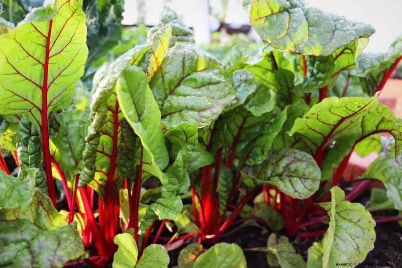 Schnell wachsendes Gemüse:27 Sorten für schnelle Ernten 