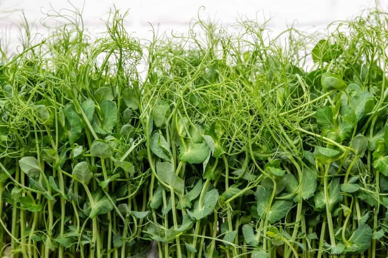 Schnell wachsendes Gemüse:27 Sorten für schnelle Ernten 