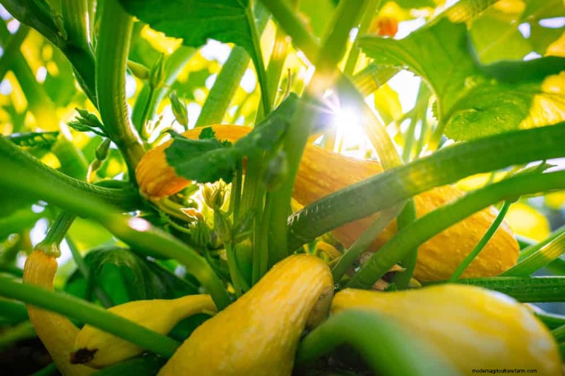 Schnell wachsendes Gemüse:27 Sorten für schnelle Ernten 