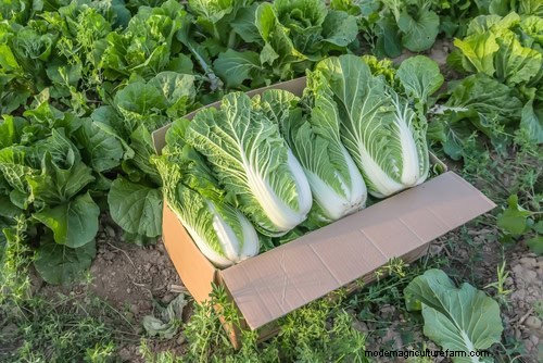 Schnell wachsendes Gemüse:27 Sorten für schnelle Ernten 