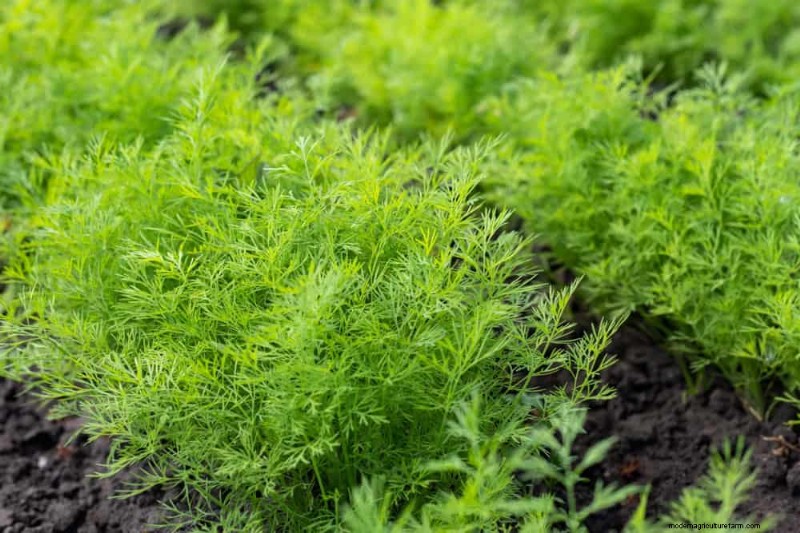 Schnell wachsendes Gemüse:27 Sorten für schnelle Ernten 
