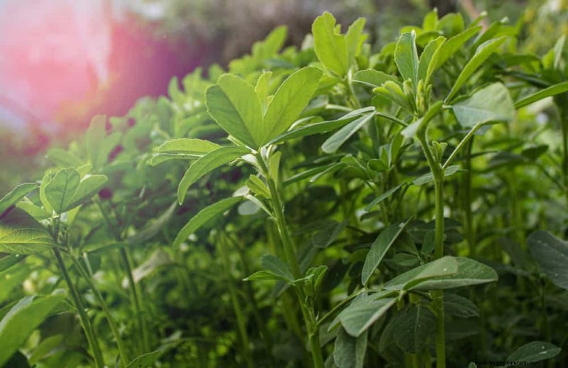 Schnell wachsendes Gemüse:27 Sorten für schnelle Ernten 