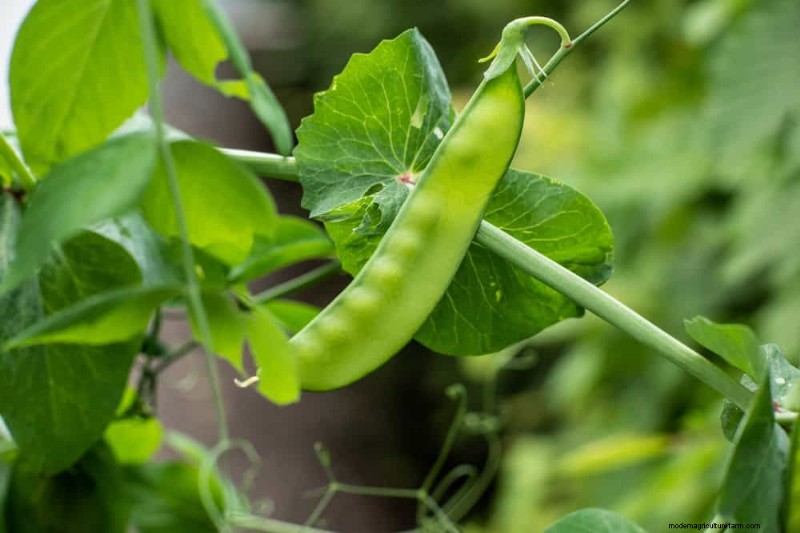 Schnell wachsendes Gemüse:27 Sorten für schnelle Ernten 