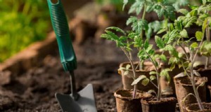Schützen Sie Ihren Garten:21 bewährte Methoden zur Schädlingsbekämpfung im Frühling 