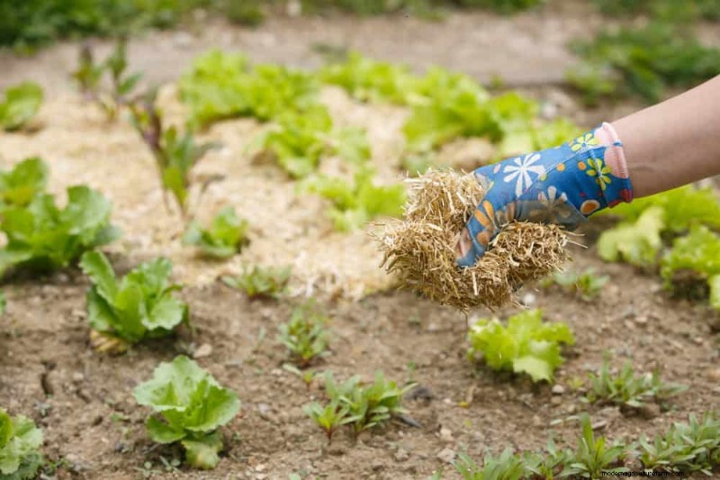 Schützen Sie Ihren Garten:21 bewährte Methoden zur Schädlingsbekämpfung im Frühling 