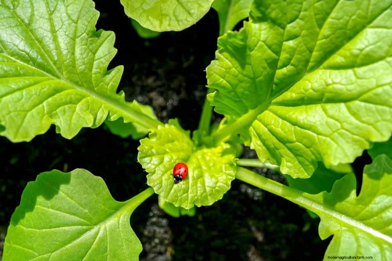 Schützen Sie Ihren Garten:21 bewährte Methoden zur Schädlingsbekämpfung im Frühling 