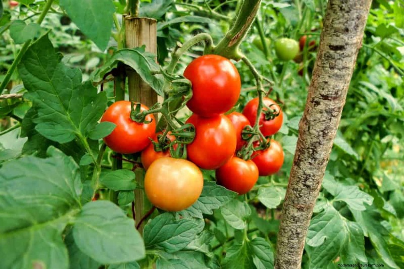 Schützen Sie Ihren Garten:21 bewährte Methoden zur Schädlingsbekämpfung im Frühling 