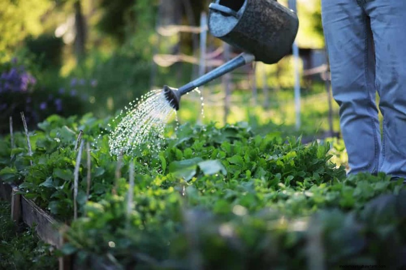 Schützen Sie Ihren Garten:21 bewährte Methoden zur Schädlingsbekämpfung im Frühling 