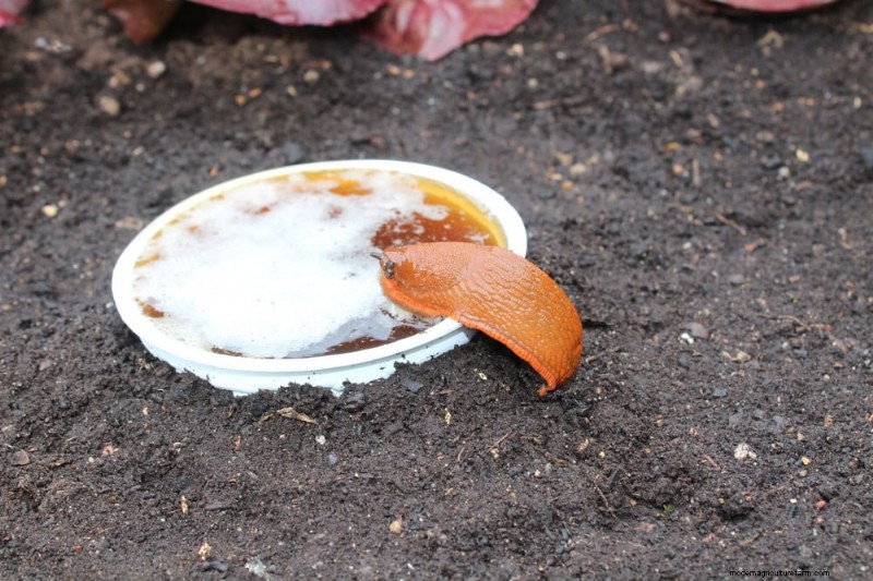 Schützen Sie Ihren Garten:21 bewährte Methoden zur Schädlingsbekämpfung im Frühling 