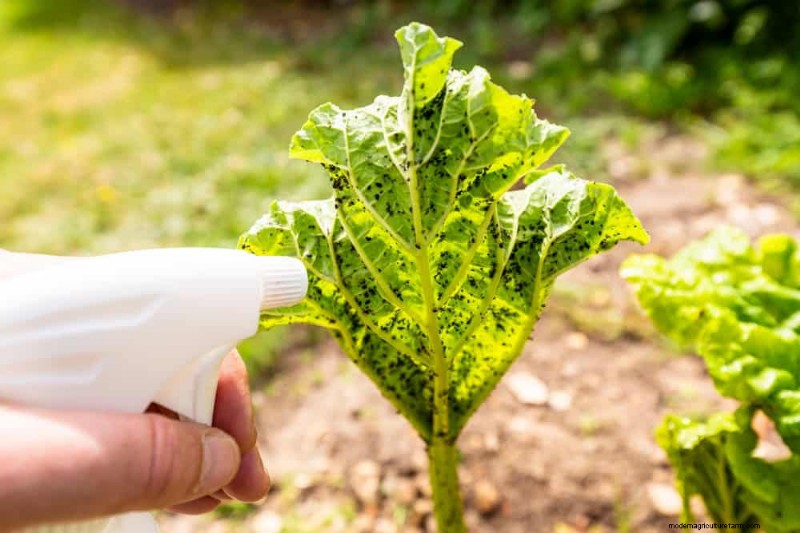 Schützen Sie Ihren Garten:21 bewährte Methoden zur Schädlingsbekämpfung im Frühling 