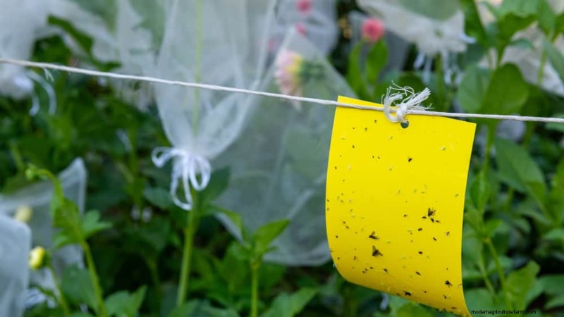Schützen Sie Ihren Garten:21 bewährte Methoden zur Schädlingsbekämpfung im Frühling 