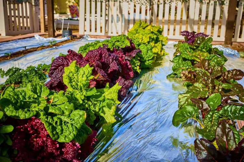 Schützen Sie Ihren Garten:21 bewährte Methoden zur Schädlingsbekämpfung im Frühling 