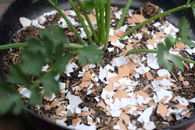 Schützen Sie Ihren Garten:21 bewährte Methoden zur Schädlingsbekämpfung im Frühling 