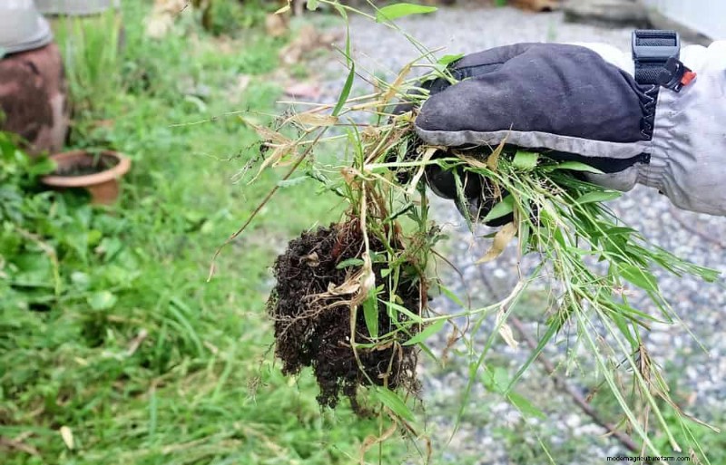 Schützen Sie Ihren Garten:21 bewährte Methoden zur Schädlingsbekämpfung im Frühling 