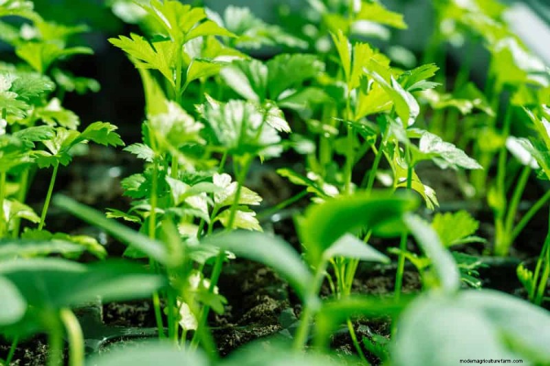 Schützen Sie Ihren Garten:21 bewährte Methoden zur Schädlingsbekämpfung im Frühling 