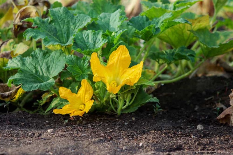 Combinazioni di piante incompatibili:evita questi abbinamenti tossici nel tuo giardino 