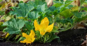 Incompatibele plantencombinaties:vermijd deze giftige combinaties in uw tuin 