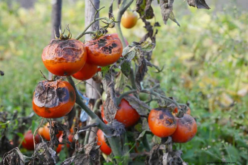 Combinazioni di piante incompatibili:evita questi abbinamenti tossici nel tuo giardino 