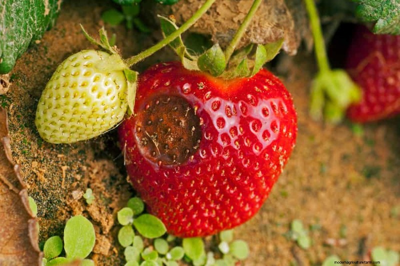 Combinazioni di piante incompatibili:evita questi abbinamenti tossici nel tuo giardino 