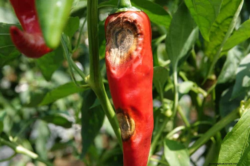 Combinazioni di piante incompatibili:evita questi abbinamenti tossici nel tuo giardino 
