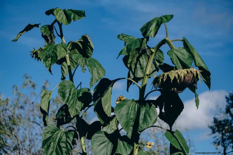 Combinazioni di piante incompatibili:evita questi abbinamenti tossici nel tuo giardino 