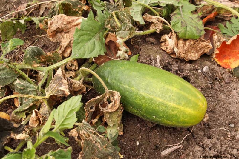 Combinazioni di piante incompatibili:evita questi abbinamenti tossici nel tuo giardino 