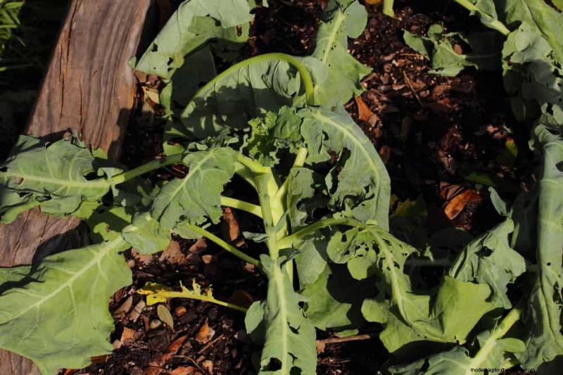 Combinazioni di piante incompatibili:evita questi abbinamenti tossici nel tuo giardino 