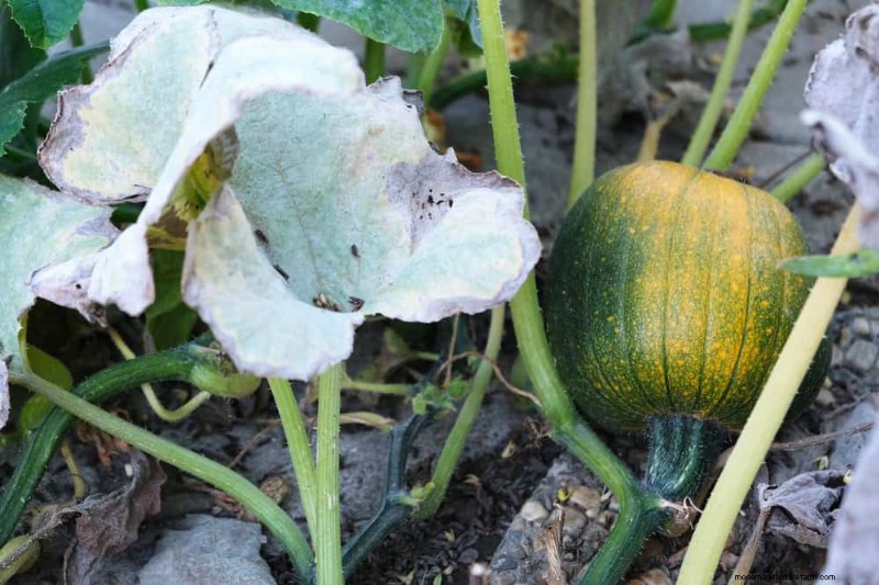 Combinazioni di piante incompatibili:evita questi abbinamenti tossici nel tuo giardino 