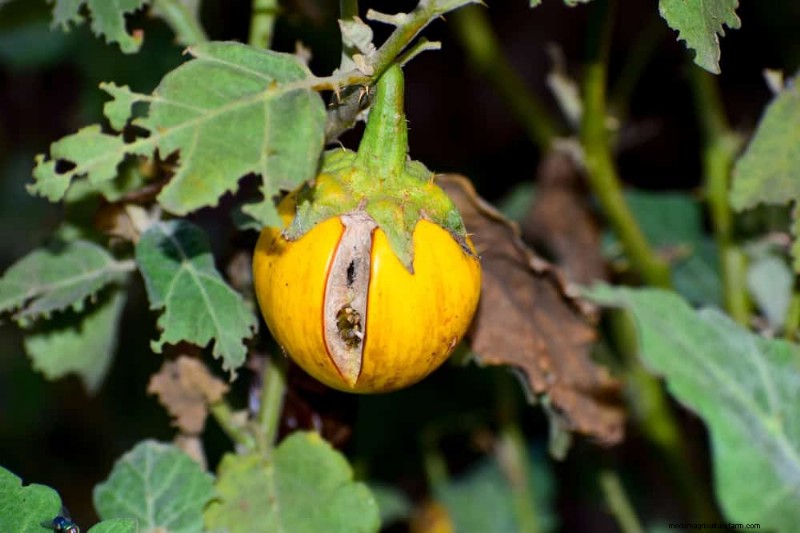 Combinazioni di piante incompatibili:evita questi abbinamenti tossici nel tuo giardino 