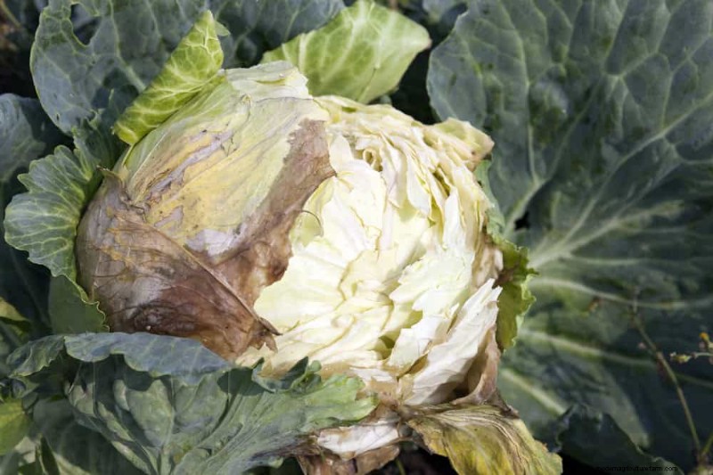 Combinazioni di piante incompatibili:evita questi abbinamenti tossici nel tuo giardino 