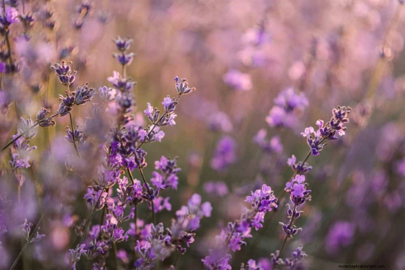 Beste Pflanzen für natürliche Gartenränder | Tipps für Landschaftsarchitekten 