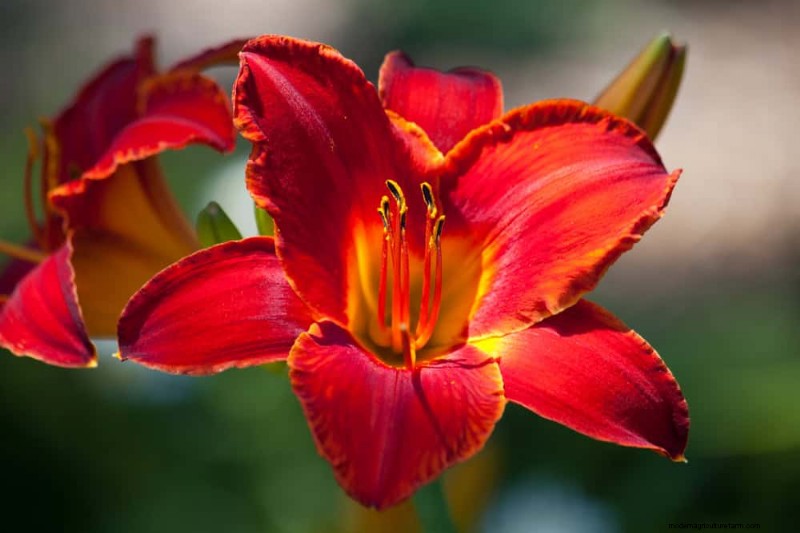 Beste Pflanzen für natürliche Gartenränder | Tipps für Landschaftsarchitekten 