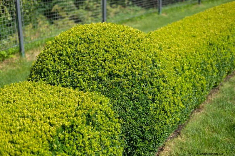 Beste Pflanzen für natürliche Gartenränder | Tipps für Landschaftsarchitekten 