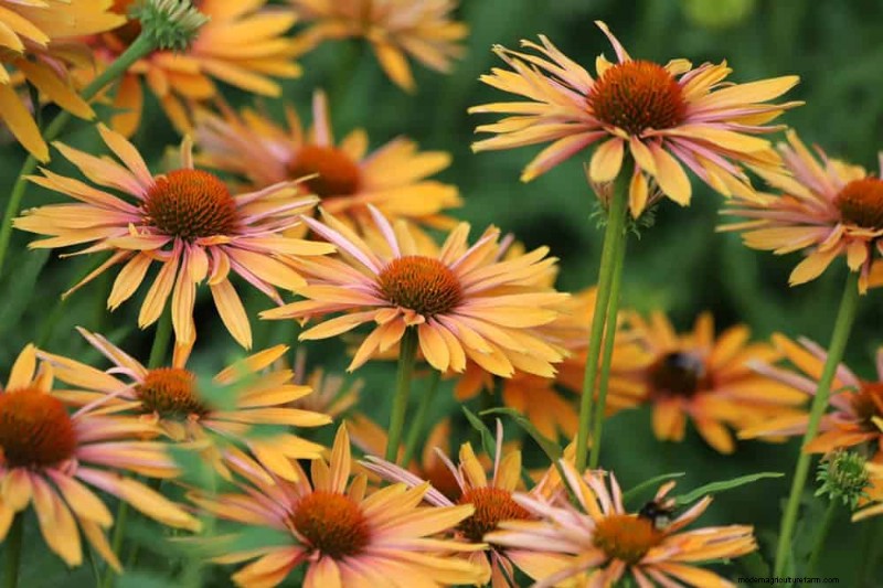 Beste Pflanzen für natürliche Gartenränder | Tipps für Landschaftsarchitekten 