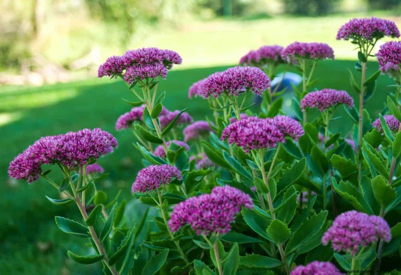 Beste Pflanzen für natürliche Gartenränder | Tipps für Landschaftsarchitekten 