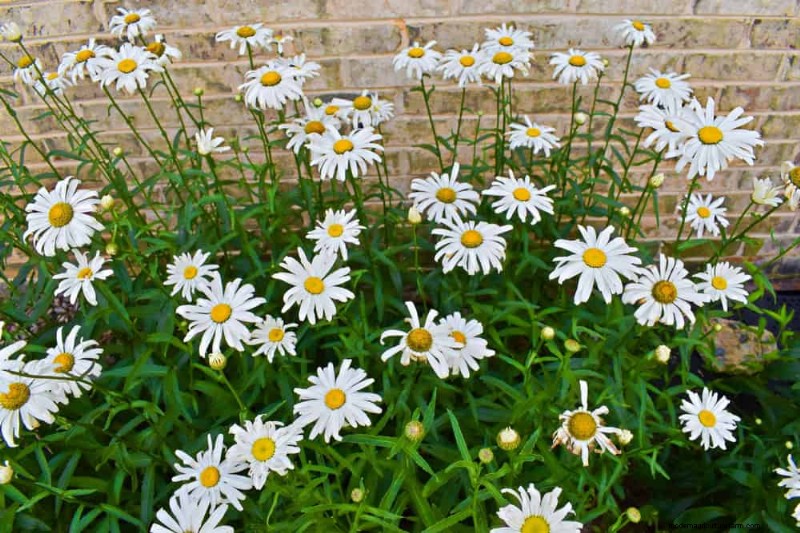 Beste Pflanzen für natürliche Gartenränder | Tipps für Landschaftsarchitekten 