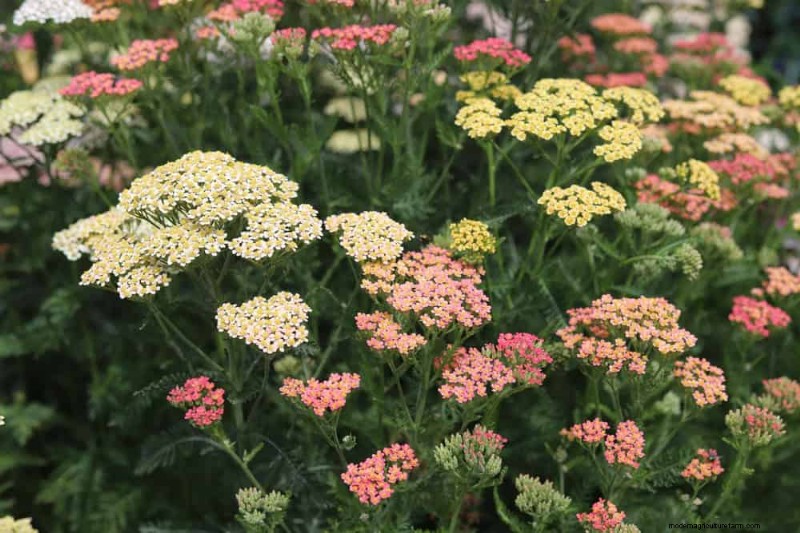 Beste Pflanzen für natürliche Gartenränder | Tipps für Landschaftsarchitekten 