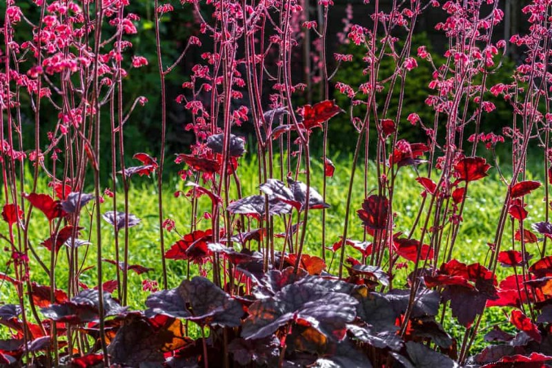 Beste Pflanzen für natürliche Gartenränder | Tipps für Landschaftsarchitekten 