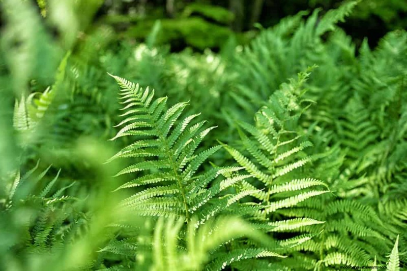 Beste Pflanzen für natürliche Gartenränder | Tipps für Landschaftsarchitekten 