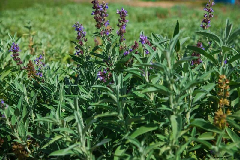 Beste Pflanzen für natürliche Gartenränder | Tipps für Landschaftsarchitekten 